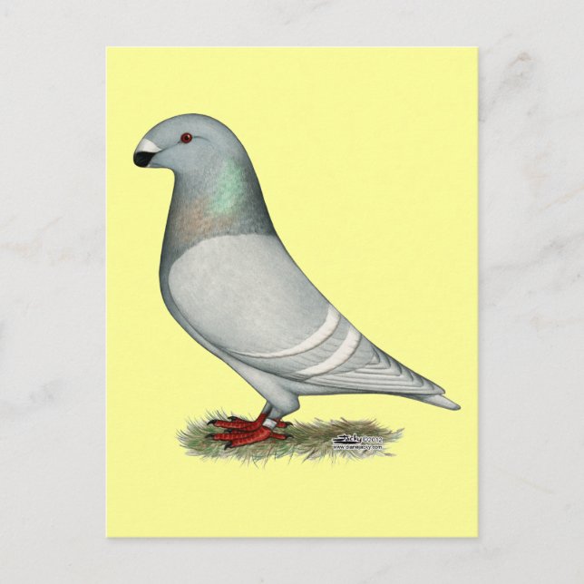 Racer Concept Hen anzeigen Postkarte (Vorderseite)