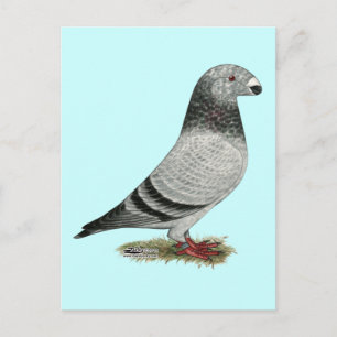 Racer Grizzle anzeigen Postkarte