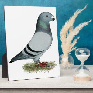 Racer-Konzept anzeigen Fotoplatte