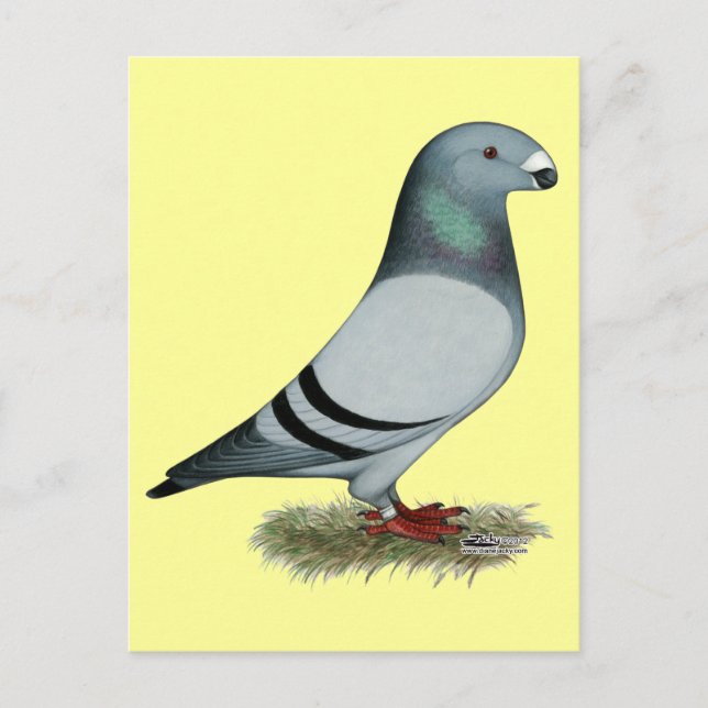 Racer-Konzept anzeigen Postkarte (Vorderseite)