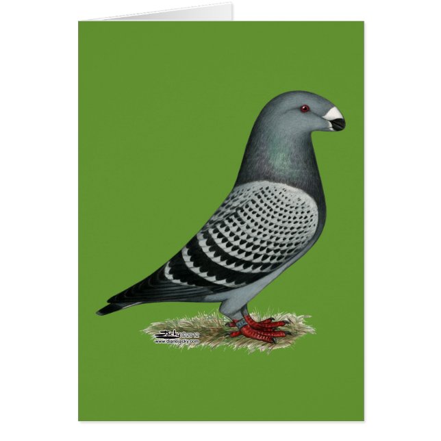 Racer Light Karo anzeigen (Vorne)