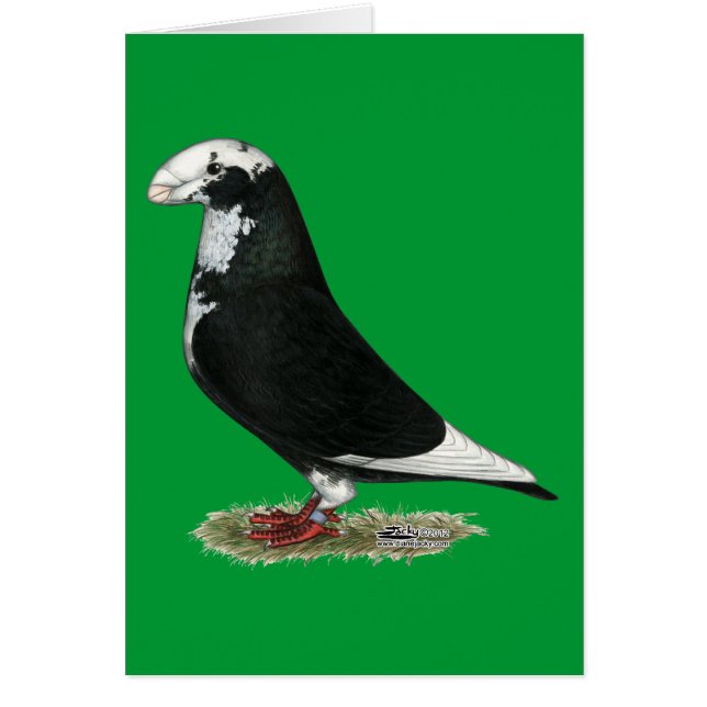 Racer Pied anzeigen (Vorne)