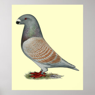 Racer Recessive Opal anzeigen Poster