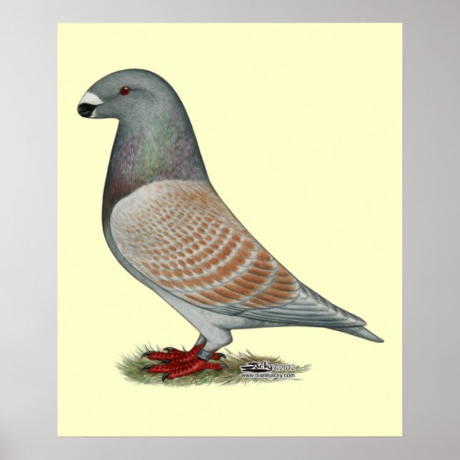 Racer Recessive Opal anzeigen Poster (Vorne)