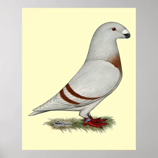 Racer Red Bar Pigeon anzeigen Poster (Vorne)