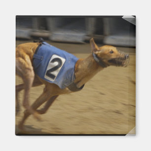 Racing Greyhound Square Magnet