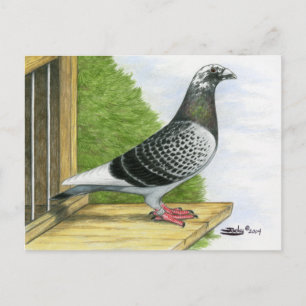 Racing Homer auf dem Landeboard Postkarte