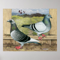 Racing Homers in Loft