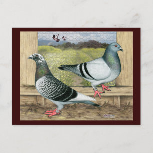 Racing Homers in Loft Postkarte