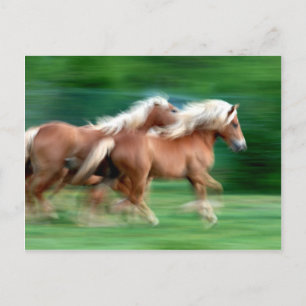 Racing Palomino Pferde Postkarte