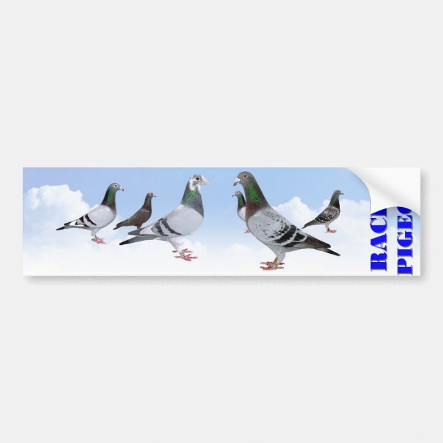 Racing Pigeons Autoaufkleber (Vorne)