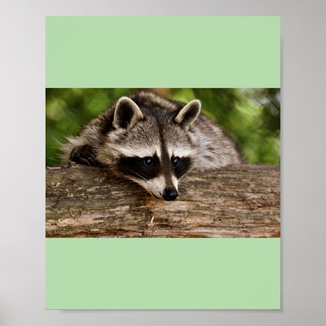 Racons Poster (Vorne)