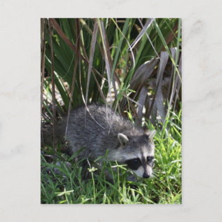 Racoon Baby Postcard Postkarte