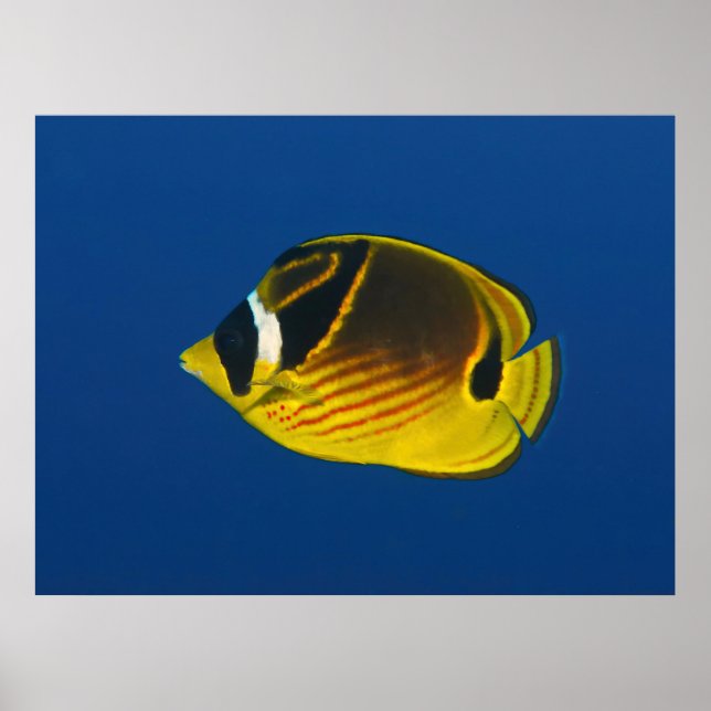 Racoon Butterflyfish Poster (Vorne)