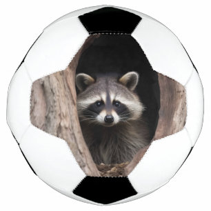 Racoon in der Baumhöhle Fußball