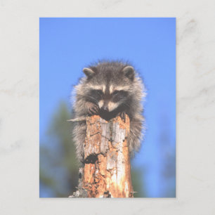 Racoon on Stump Postkarte