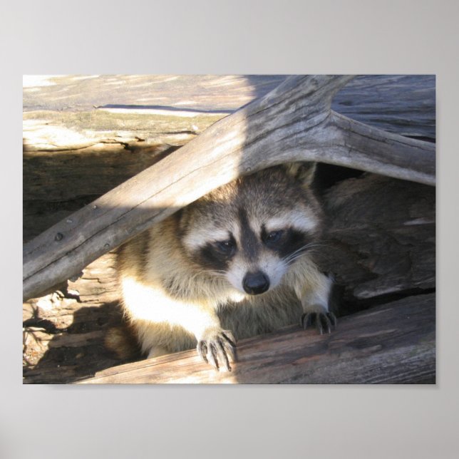 Racoon Poster (Vorne)