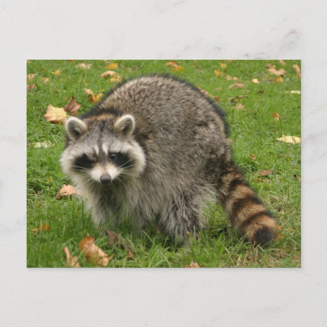 Racoon Postkarte (Vorderseite)