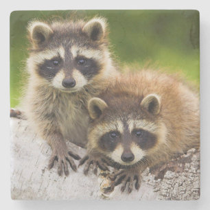 Racoon Steinuntersetzer