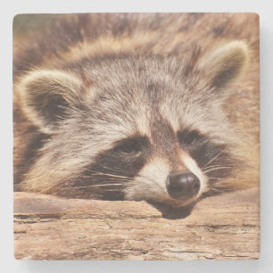 Racoon Steinuntersetzer