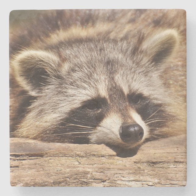 Racoon Steinuntersetzer (Vorderseite)
