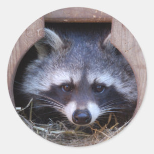 RACOON WASCHBÄR by Jean-Louis Glineur Runder Aufkleber