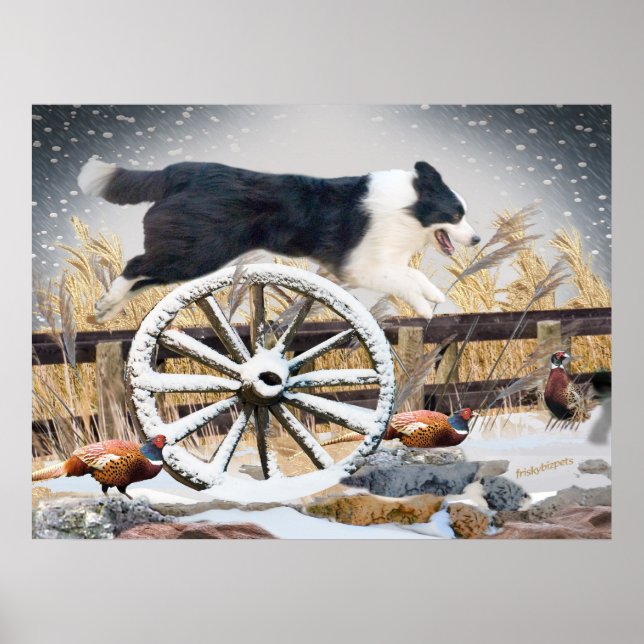 Rad Border Collie Jumping Poster (Vorne)