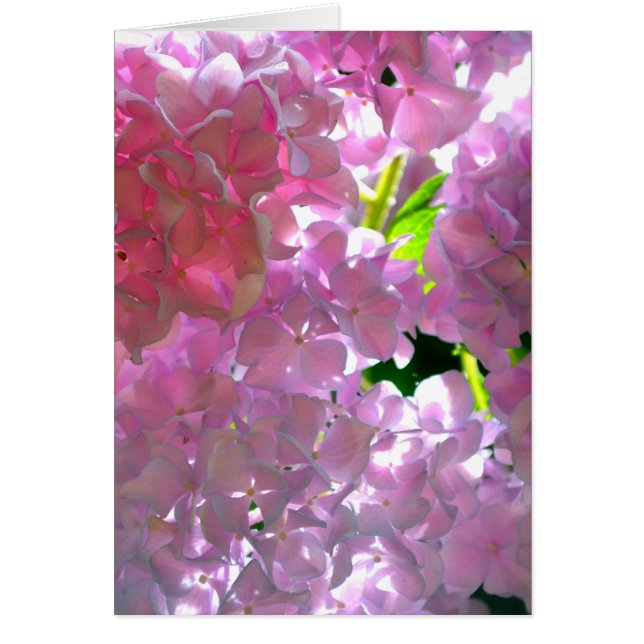 Radialrosa Hydrangeas, rosa Blume, rosa Blume (Vorne)