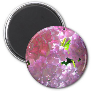 Radialrosa Hydrangeas, rosa Blume, rosa Blume Magnet