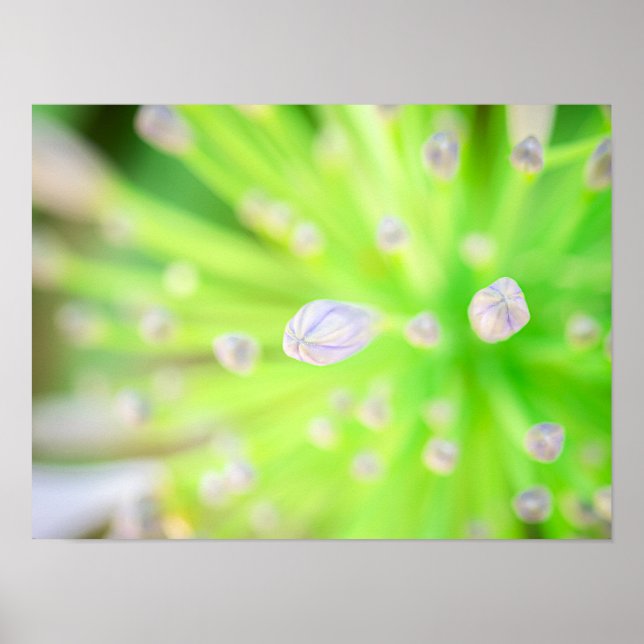 Radiance in Bloom: Morning Agapanthus Poster (Vorne)