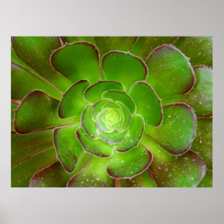 Radiant grün sukkulente Pflanze Makrofotografie Poster