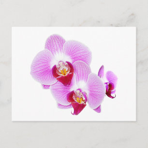 Radiant Orchid Closeup Foto Postkarte