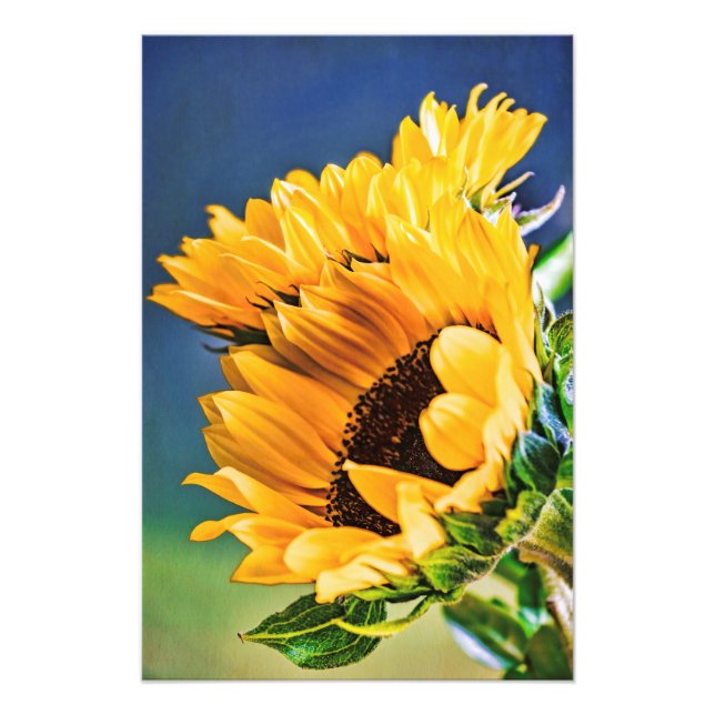 Radiant Sunblumen Fotodruck (Vorne)
