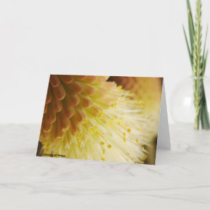 Radiant Torch Lily Flower Fotogragraph Blank Insid Karte