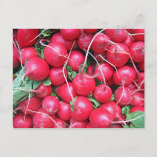 Radieschen Postkarte