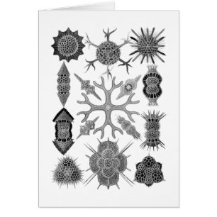 Radiolarians - amoeboid Protozoans