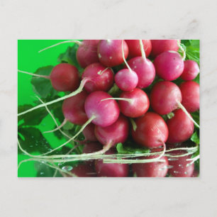 Radish Postkarte