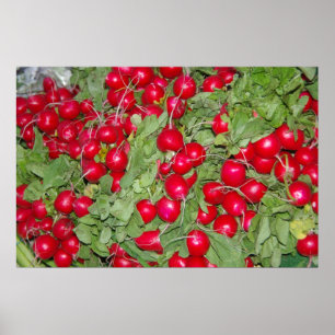 Radishes Poster