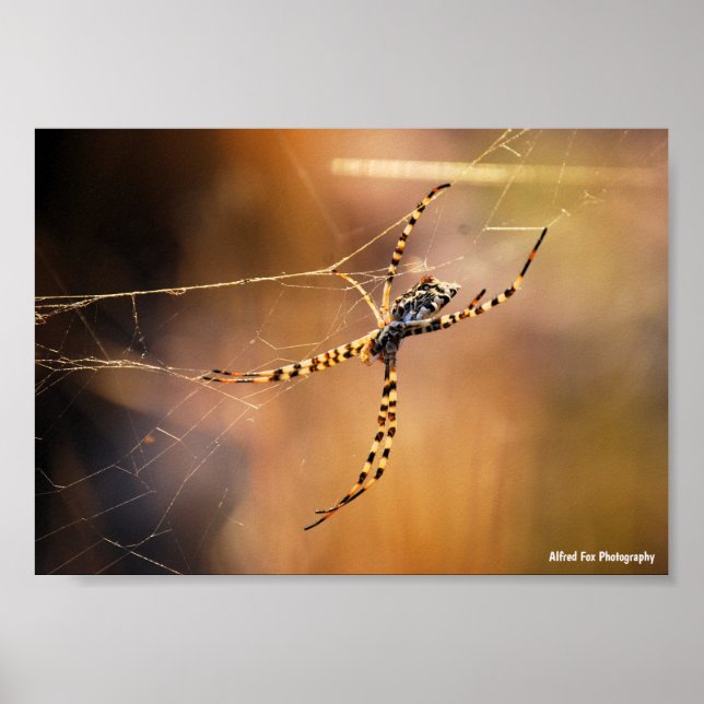 Radnetzspinne mit Bändern Poster (Vorne)