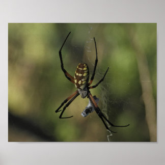 Radnetzspinne-Netz-Naturfotografie Poster