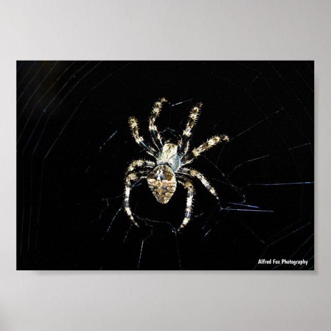Radnetzspinne Poster (Vorne)