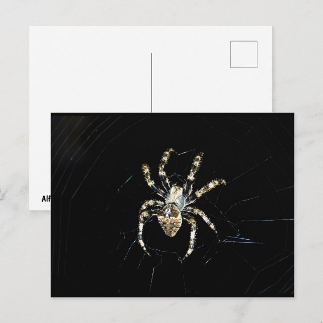 Radnetzspinne Postkarte (Vorne/Hinten)