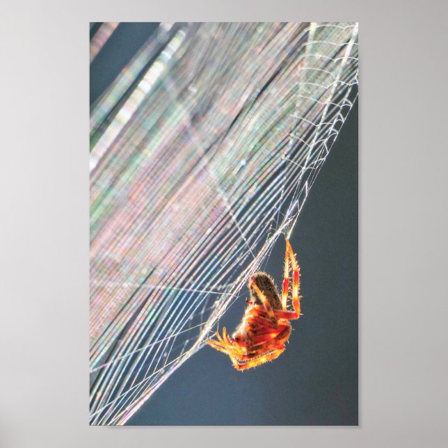 Radspinne im Netz  Poster (Vorne)