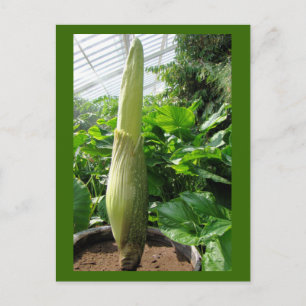 Rafflesia arnoldii postkarte