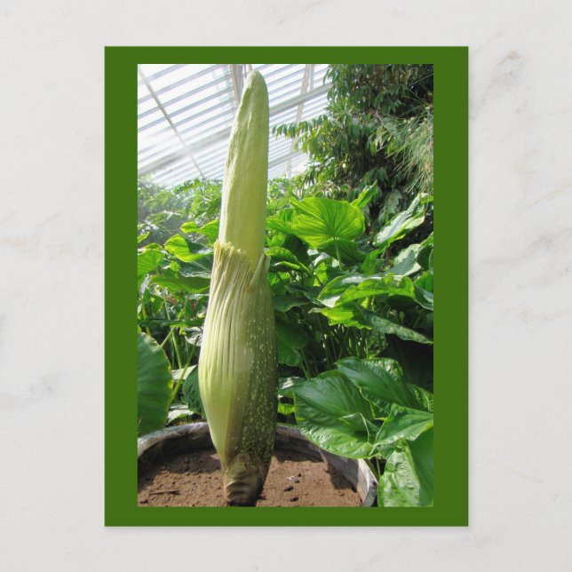 Rafflesia arnoldii postkarte (Vorderseite)