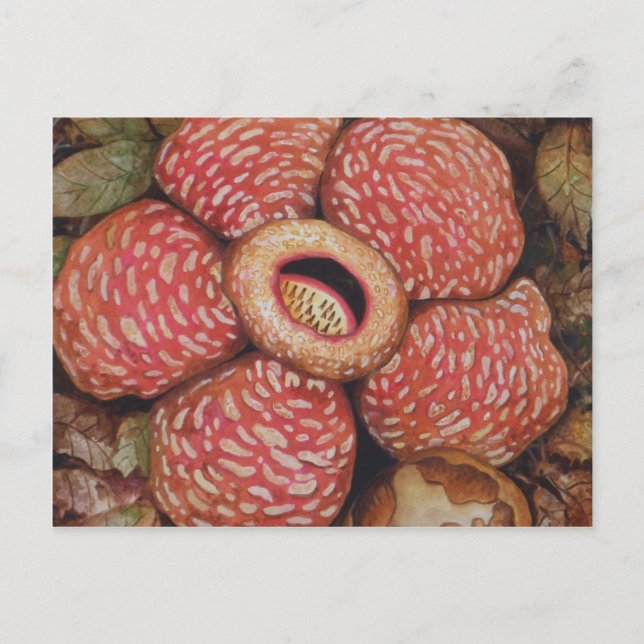 Rafflesia de Borneo Postkarte (Vorderseite)