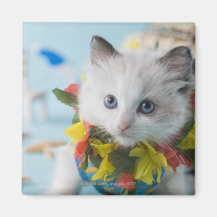 Rag Doll Kitten und Sommerurlaub Magnet
