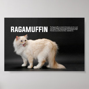 Ragamuffin Katzenzucht Poster