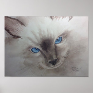Ragdoll Augen Poster