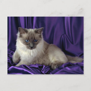 Ragdoll, blau postkarte